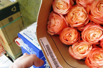 «Незаконные» цветочки поймали в Екатеринбурге
