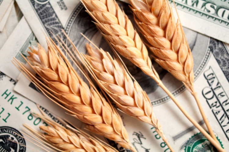 Российской пшенице «выезд за границу» не будет ничего стоить. Еще два года