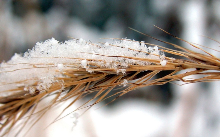 Январские морозы разогрели экспортные цены на российскую пшеницу