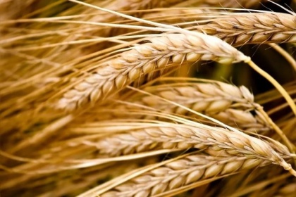 Пшеница решила оценить себя на 50 рублей дороже