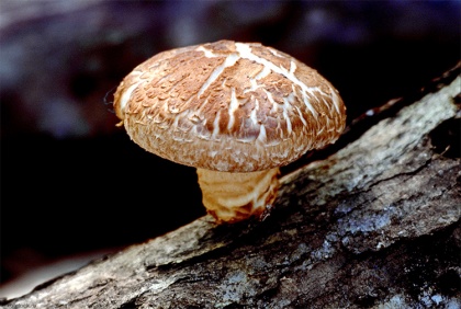Есть такие белорусские грибы с интересным названием – шиитаке