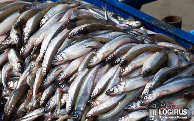 Если правительство России усложнит нашей рыбе экспорт, то не доставайся же она никому