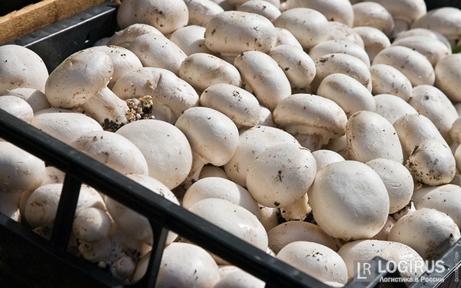 Белорусы не подпустили Россельхоз к грибам и помидорам. Ведомство ответило компаниям взаимностью