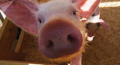 Белоруссии не удалось «подэкспортировать свинью» − настало время тотального запрета