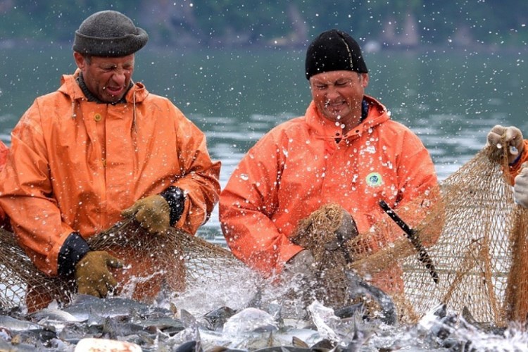 Треть выловленного в путину-2019 лосося съедят иностранцы