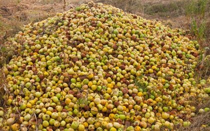 Тверская и Псковская области стали самыми популярными лобными местами для яблок и груш