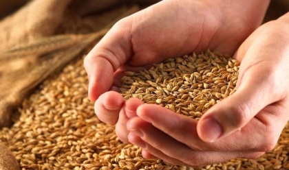 Гибкая экспортная пошлина на зерно «получила визу» кабмина