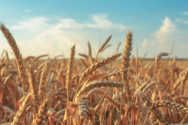 Россия распродает пшеницу рекордными темпами – и на Запад, и на Восток