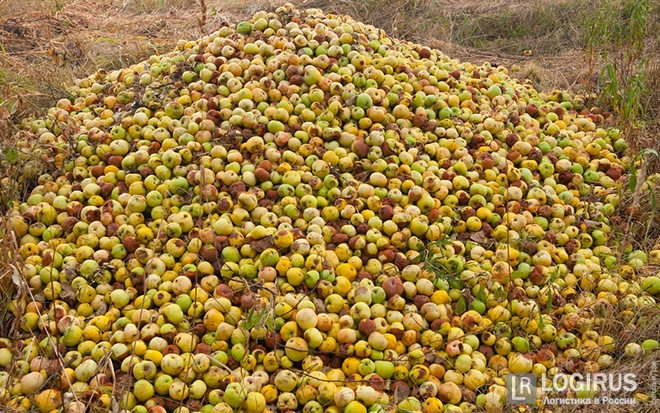 Тверская и Псковская области стали самыми популярными лобными местами для яблок и груш