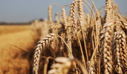 Минсельхоз «по сусекам наскреб» в регионах дополнительные тонны зерна