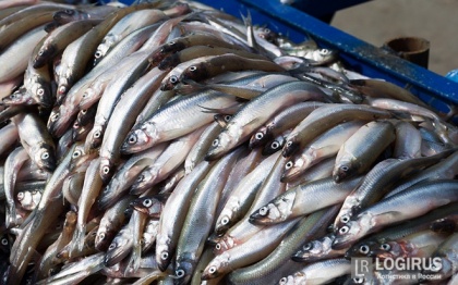 Если правительство России усложнит нашей рыбе экспорт, то не доставайся же она никому