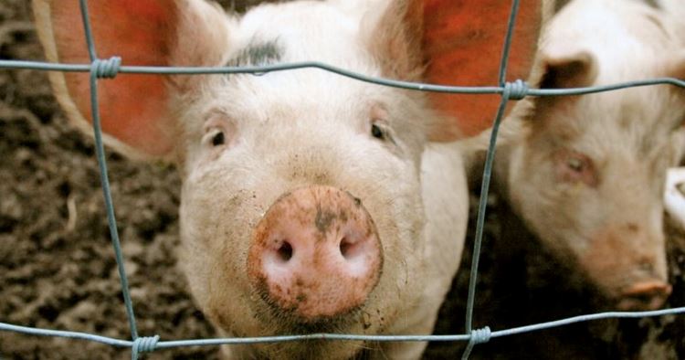 Россия снова попытается найти общий язык с Евросоюзом по поводу «свиного эмбарго»