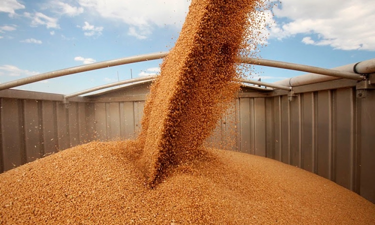 РЖД рассказала аграриям «страшилку» о том, что зерновозов на всех не хватит
