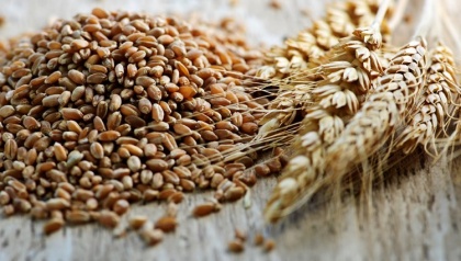 У Египта вернулся «аппетит» к российской пшенице