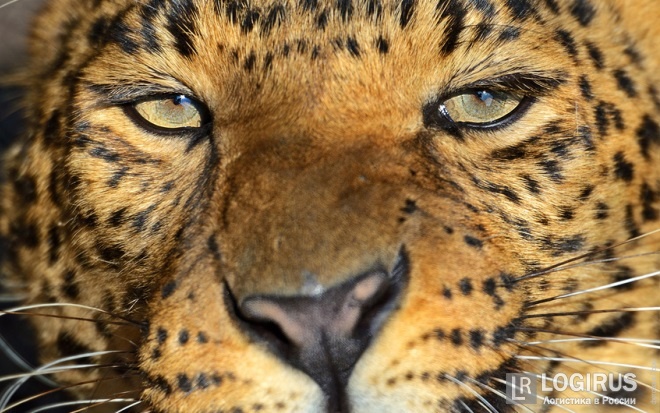 Проект транспортного коридора в Приморье могут «зарубить» леопарды