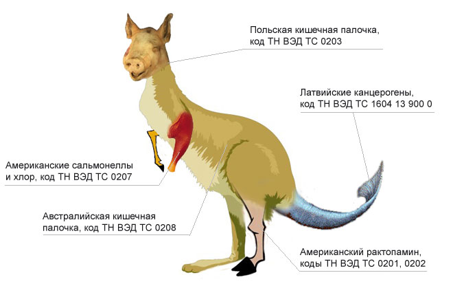 Свингуру – животное, которое то обитает, то не обитает на территории России, а в других странах не водится совсем.