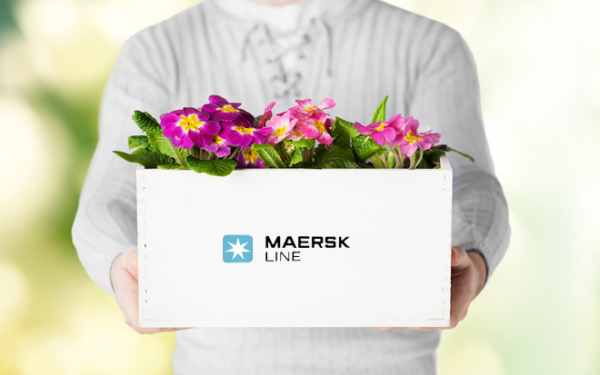 Maersk возьмется за перевозку цветов по воде, но в Россию цветы по-прежнему будут летать 