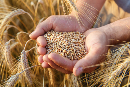ООН и США очень обеспокоены судьбой украинской пшеницы