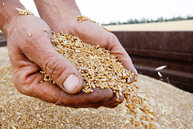 Хлебные пошлины: ставки на вывоз зерна выросли в два раза