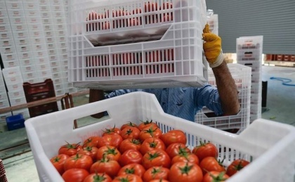 Список экспортеров турецких томатов может вырасти, а лимиты – нет