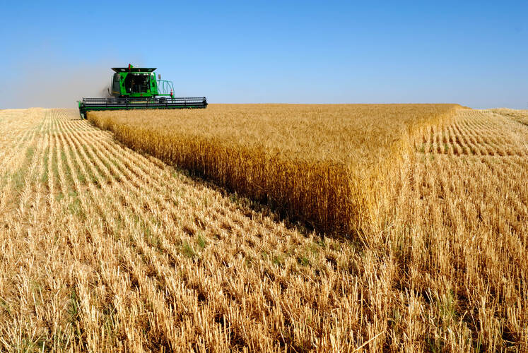 Российское зерно может поставить два экспортных рекорда подряд