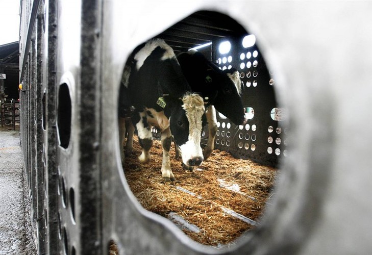 Украине придется искать объезд для экспорта бычков и курочек