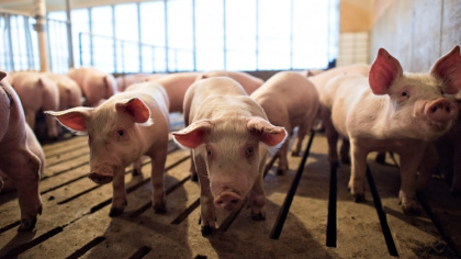 Российским производителям свинины потребовалось почти 20 лет, чтобы вернуться в КНР