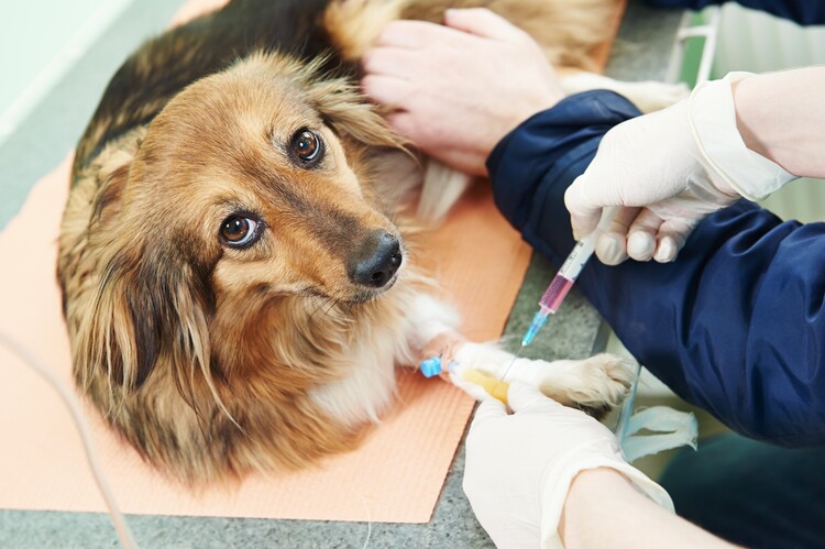 Ветеринары с нового года будут «чипировать» не только собак, но и препараты