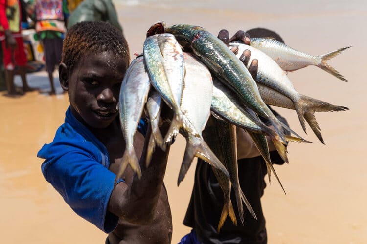 Российская рыба начинает выбивать для себя льготные условия в странах Африки