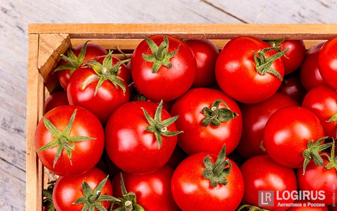 Армения и Египет начали в больших количествах рожать томаты. Специально для России