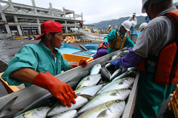 Япония «взбунтовалась» против ограничений на экспорт своих морепродуктов
