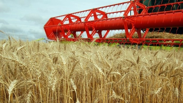 Иран не устоял перед российской пшеницей. Тем более, что так долго отказывал себе в импорте