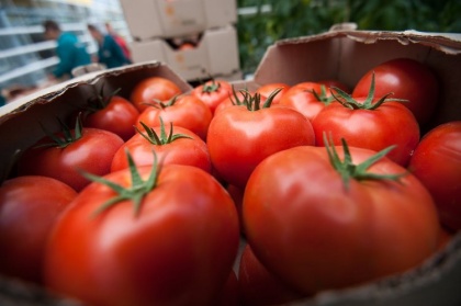 Турецким томатам удвоят «квоты на въезд». Российские помидоры в шоке