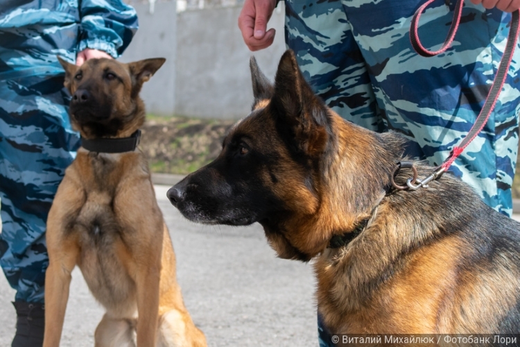 Собака в деле: контейнерные склады сделали ставку на кинологов