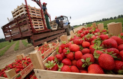 Чтобы «слезть» с плодово-ягодного импорта, нужна сеть логцентров