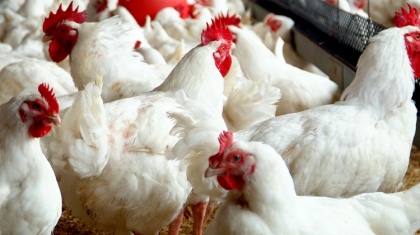 Экспорт курятины впервые может превысить импорт