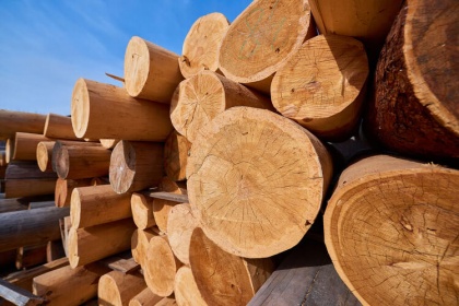 К экспорту леса хотят проявить «госучастие»