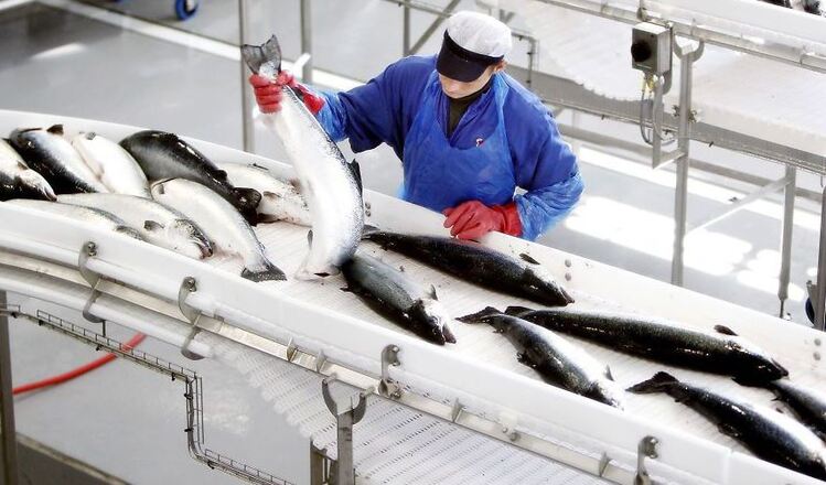Не клево: сенаторы США поборются с импортом российской рыбы