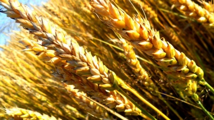 Гренада посматривает на российскую пшеницу. Пока вполглаза