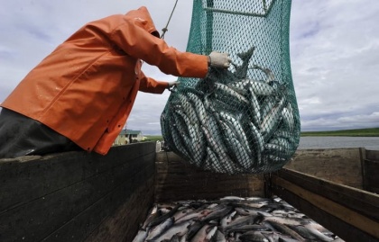 Экспортеры рыбы поймают НДС «на крючок»