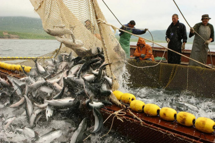 Российская рыба стала чаще уплывать за море