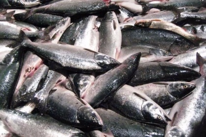 Рыбная биржа на Сахалине с виду очень похожа на настоящую. А торгуешь – не работает