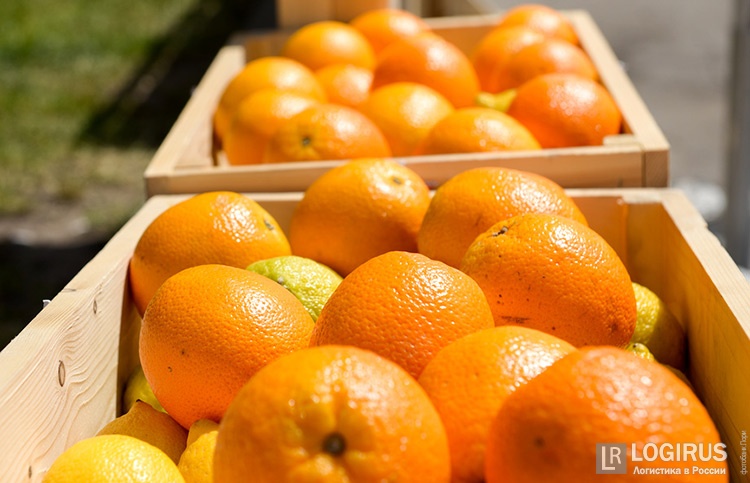 Россияне распробуют сирийские апельсины на вкус