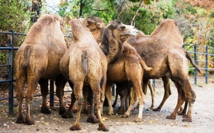 Введен временный запрет на ввоз в Россию французских верблюдов и козлов-производителей