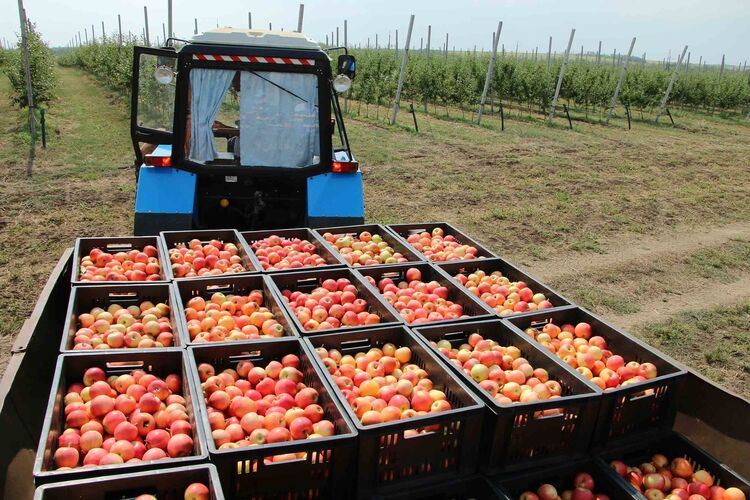 Половина всех выращенных в Молдавии яблок «может остаться не у дел»