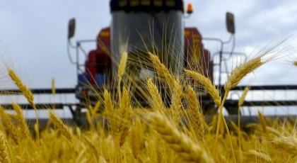 Основные «импортные надежды» Сирия возлагает на российскую пшеницу