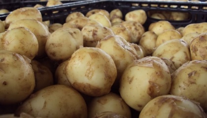 Для башкирской картошки построят мега-хаб со всеми удобствами