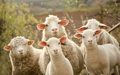 Благодаря иранским гастрономам, РЭЦ с удовольствием пересчитывает овечек