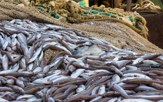 «Владморрыбпорт» досрочно перешел на «рыбную диету»