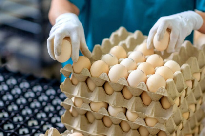 Первые яйца на льготных условиях «прикатятся» в РФ из Азербайджана